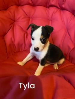 Tyla
