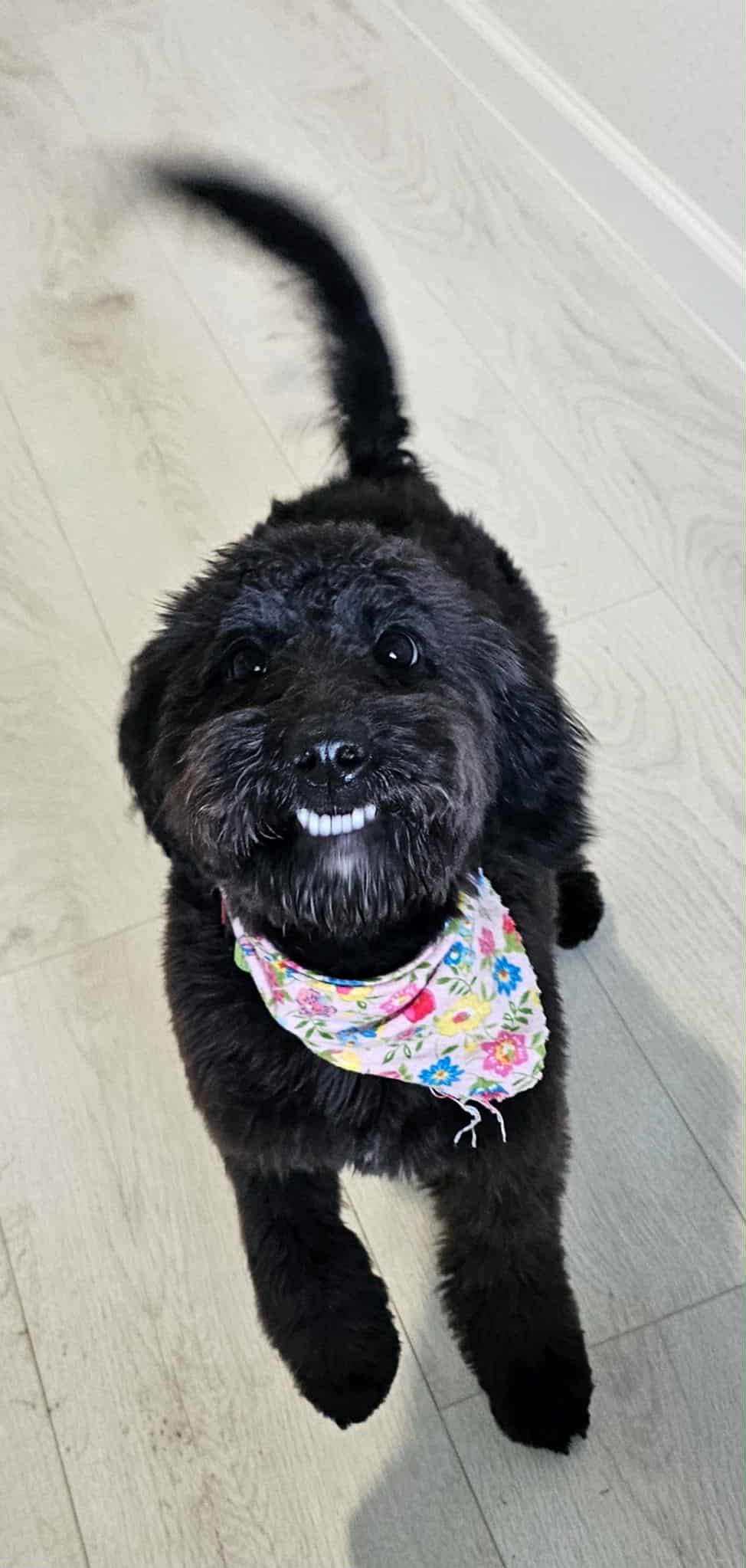 Enlarge MILA, an adopted mixed breed in Tacoma, WA image 5/6