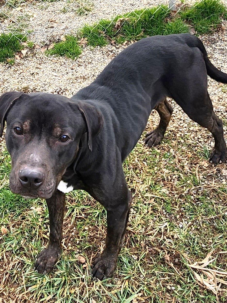 Abbott Scas thumbnail 2