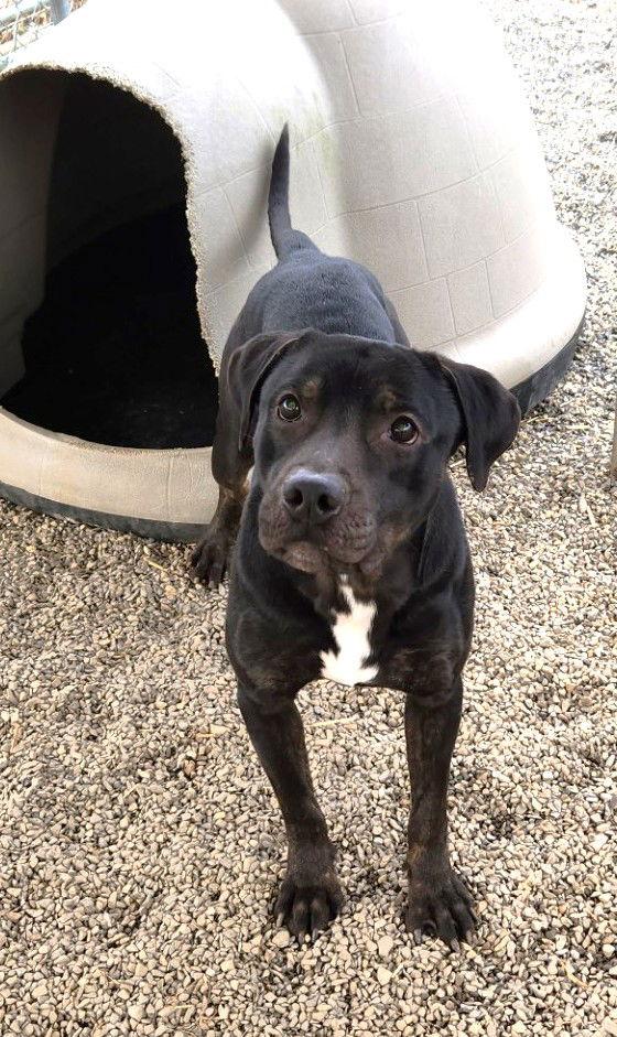 Abbott Scas thumbnail 3