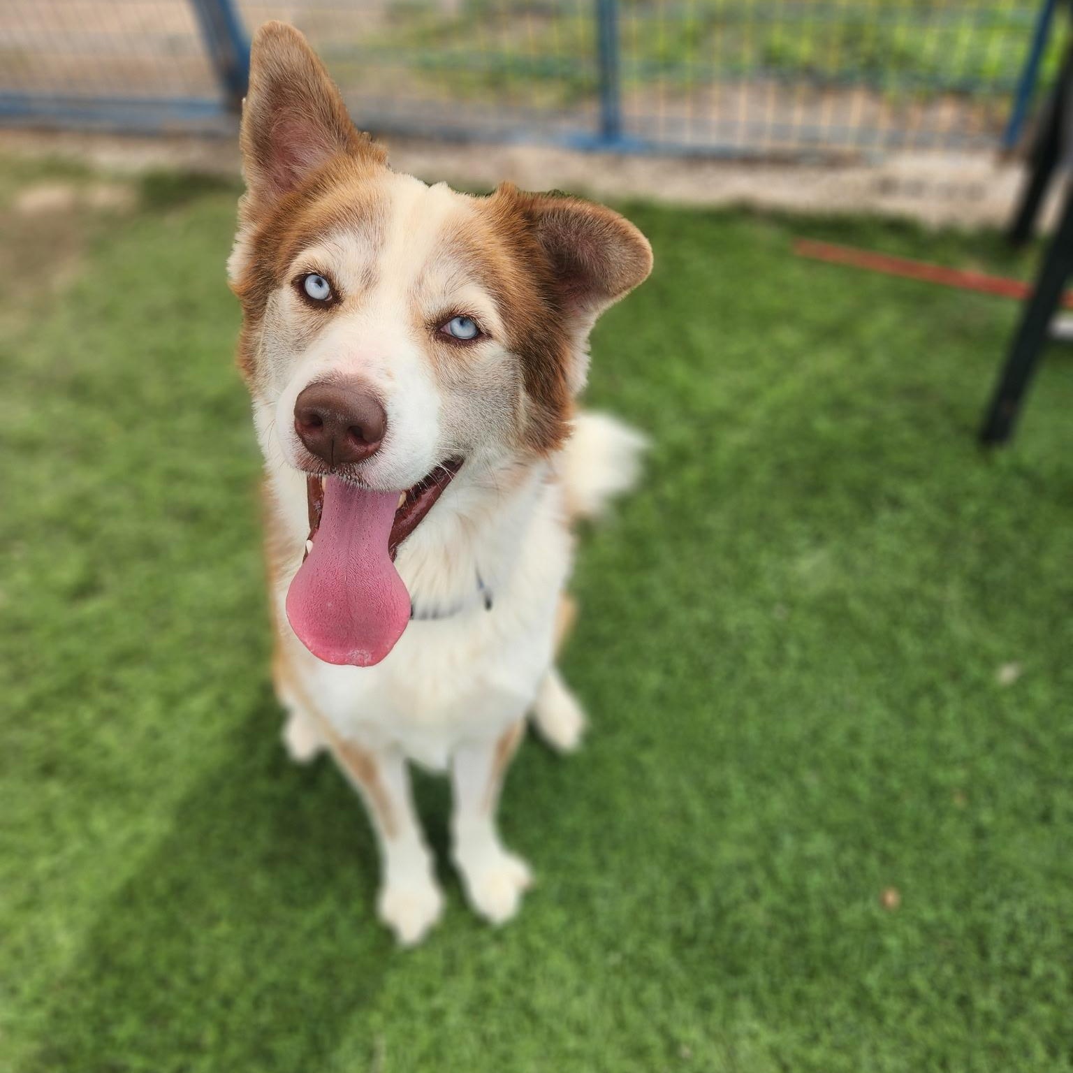 Duke