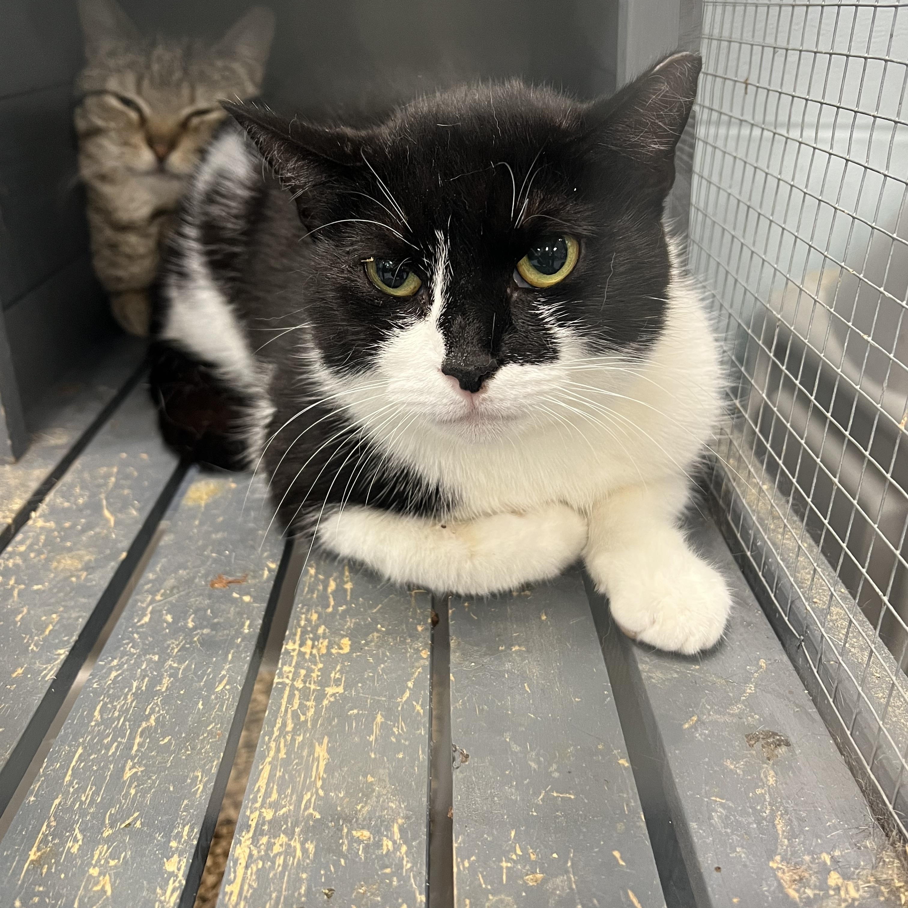 Enlarge Brigette (working cat) *Adoption fee sponsored*, a Adoptable Domestic Short Hair in Berryville, VA image 1/1