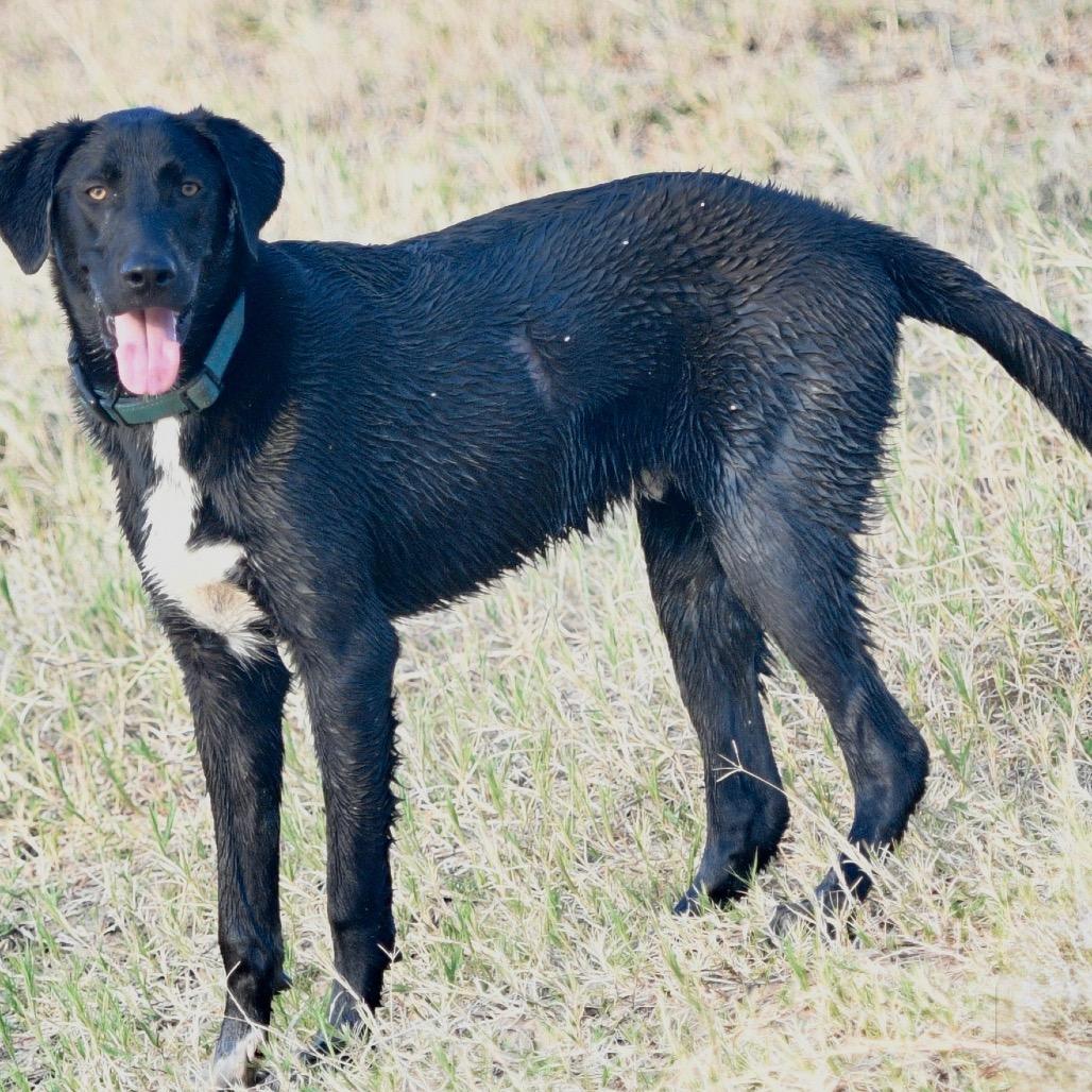 Enlarge Boots, a Adoptable mixed breed in Floresville, TX image 1/6