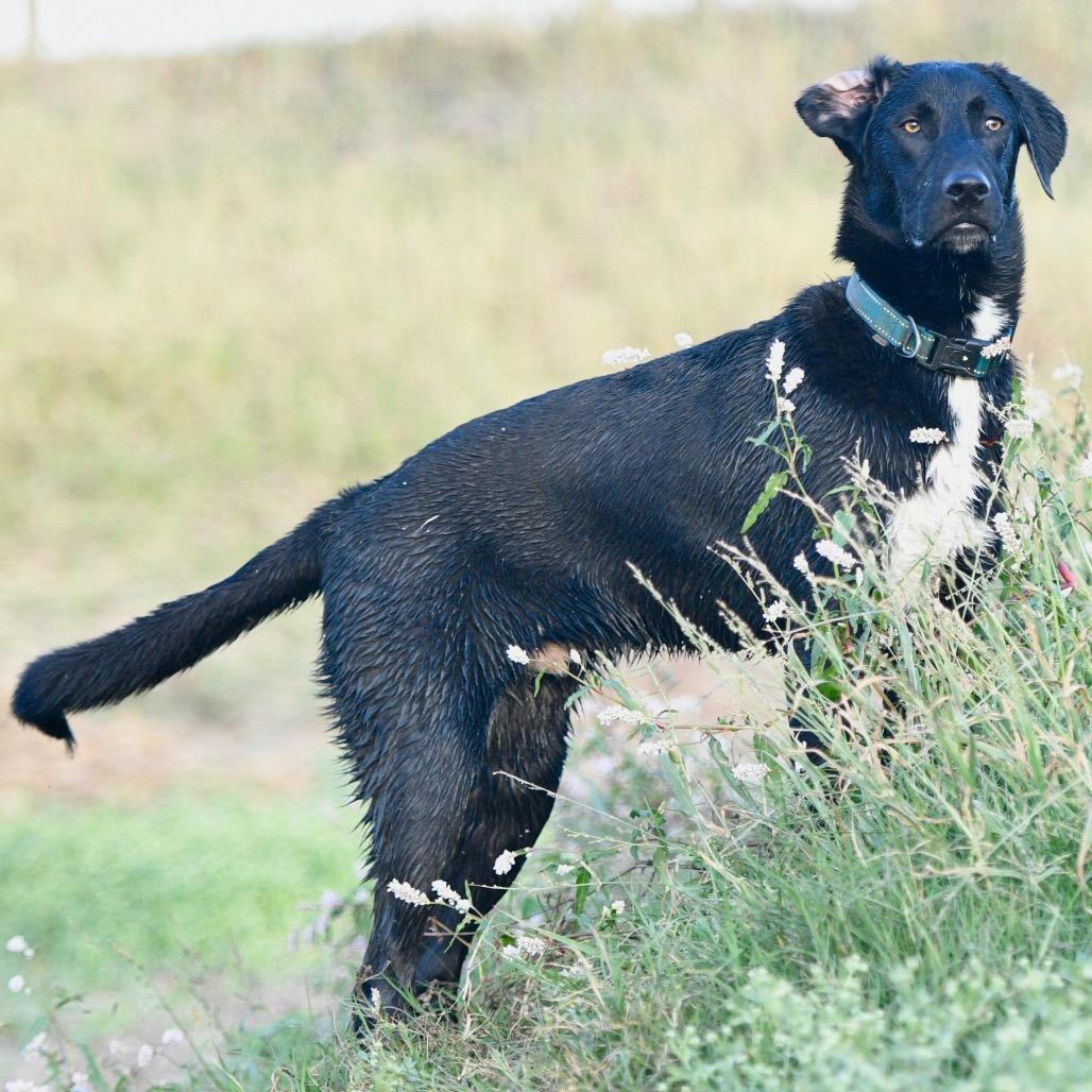 Enlarge Boots, a Adoptable mixed breed in Floresville, TX image 2/6