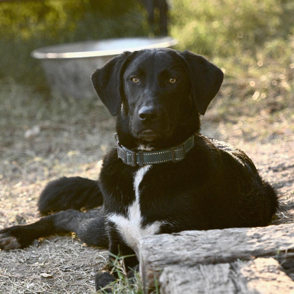 Enlarge Boots, a Adoptable mixed breed in Floresville, TX image 3/6