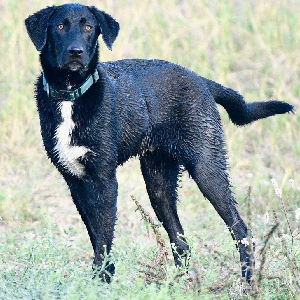 Enlarge Boots, a Adoptable mixed breed in Floresville, TX image 4/6