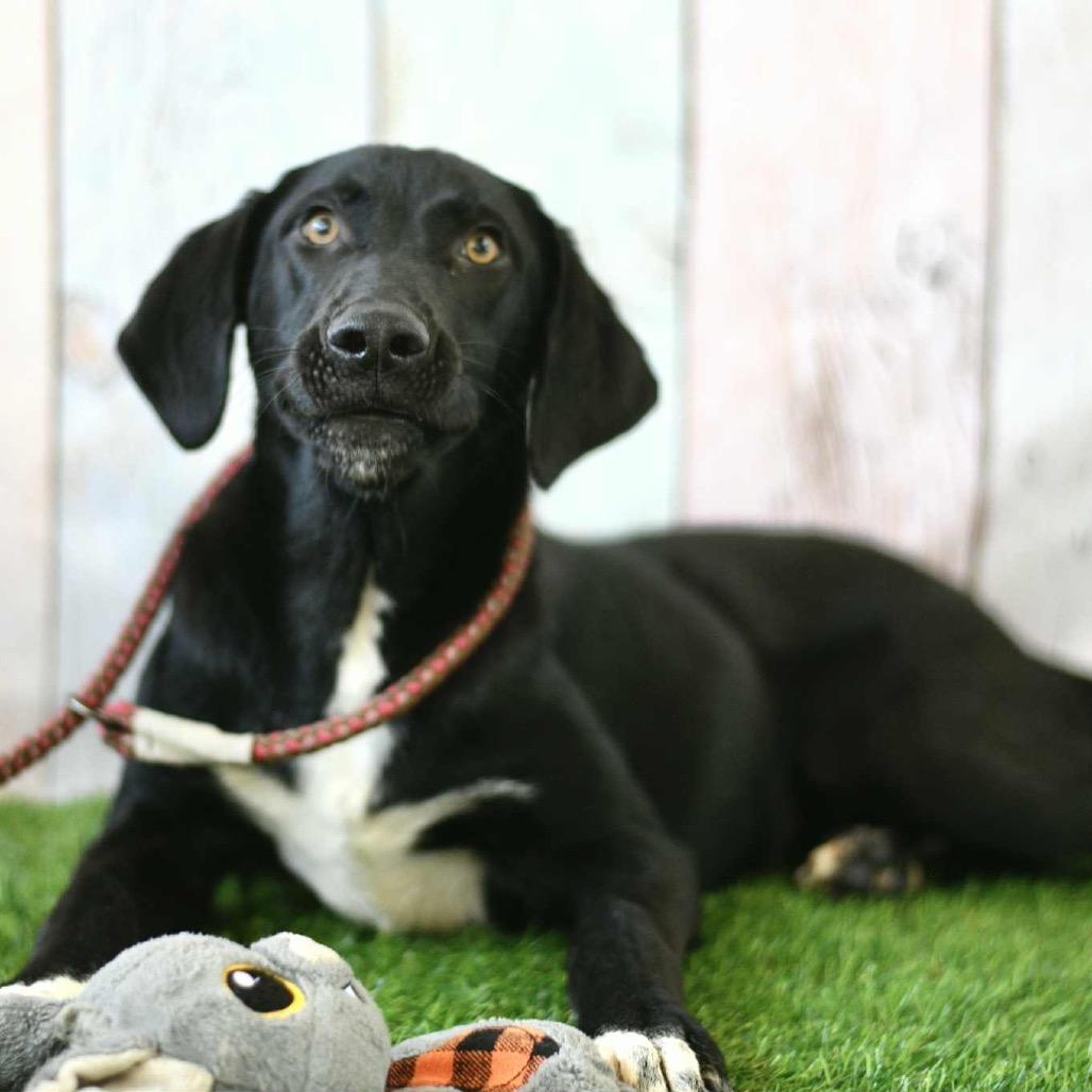 Enlarge Boots, a Adoptable mixed breed in Floresville, TX image 5/6