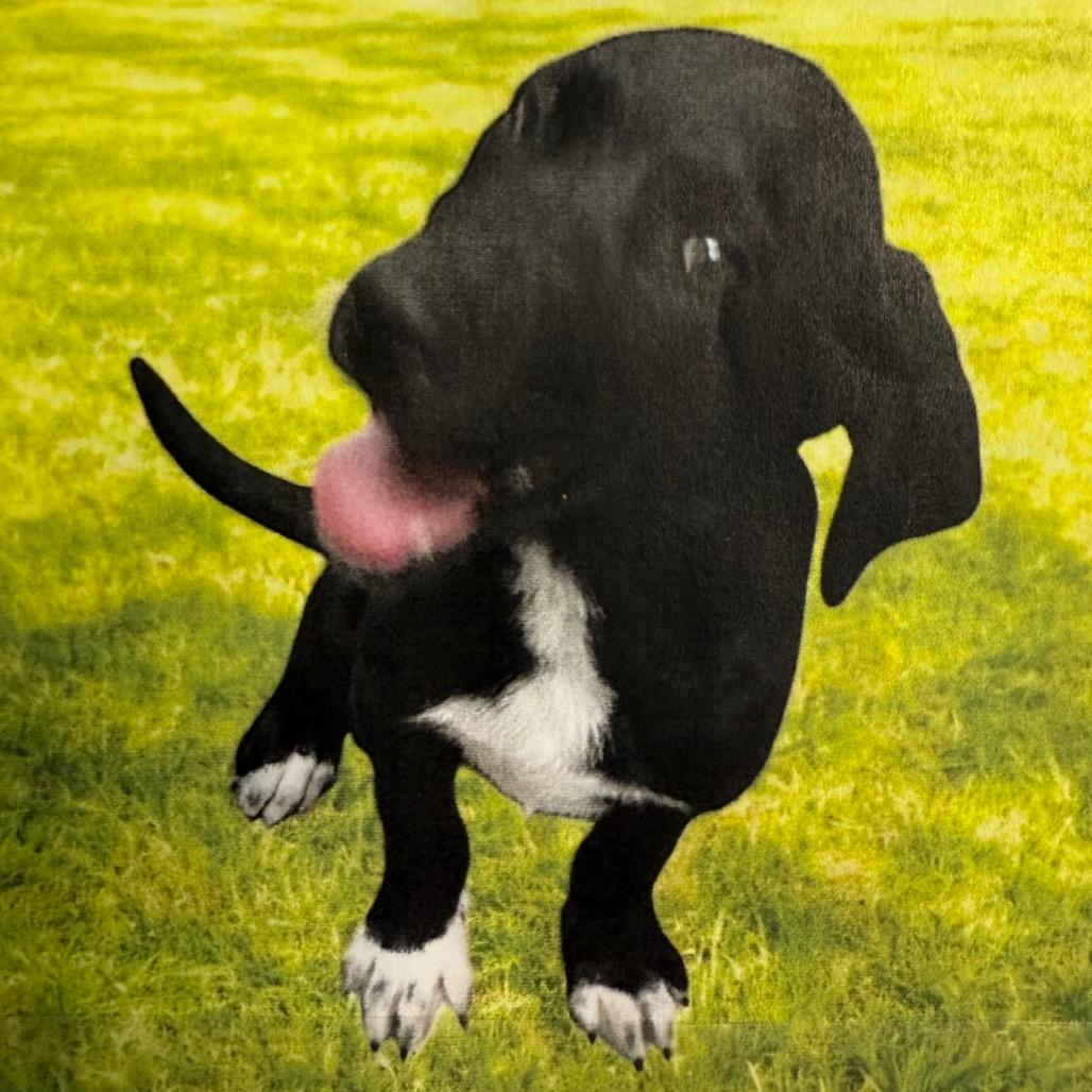 Enlarge Boots, a Adoptable mixed breed in Floresville, TX image 6/6