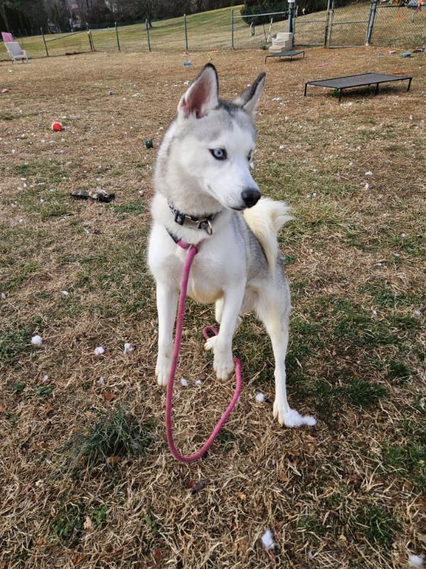 Enlarge Luna, a ADOPTABLE Siberian Husky in Culpeper, VA image 3/4