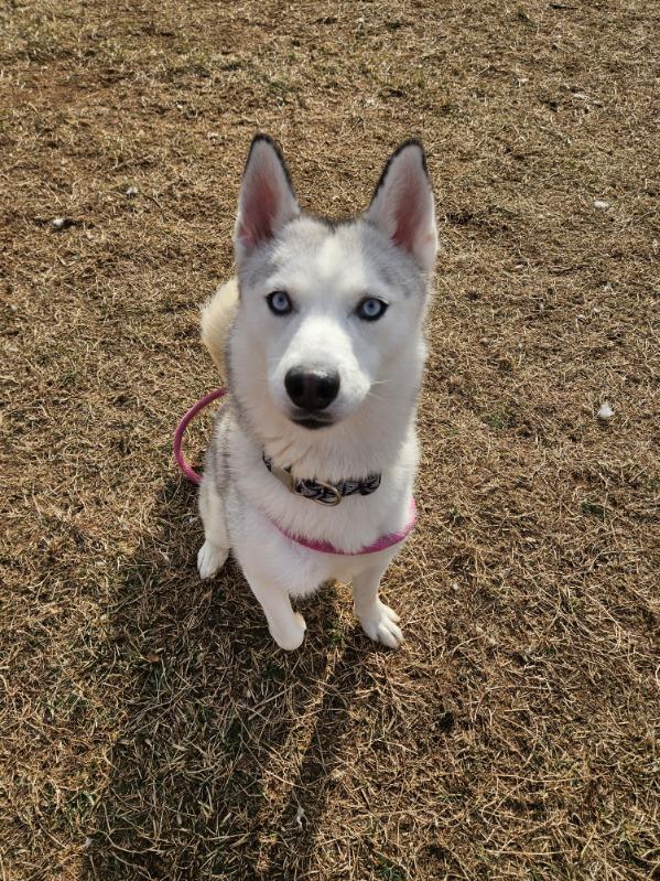 Enlarge Luna, a ADOPTABLE Siberian Husky in Culpeper, VA image 1/4