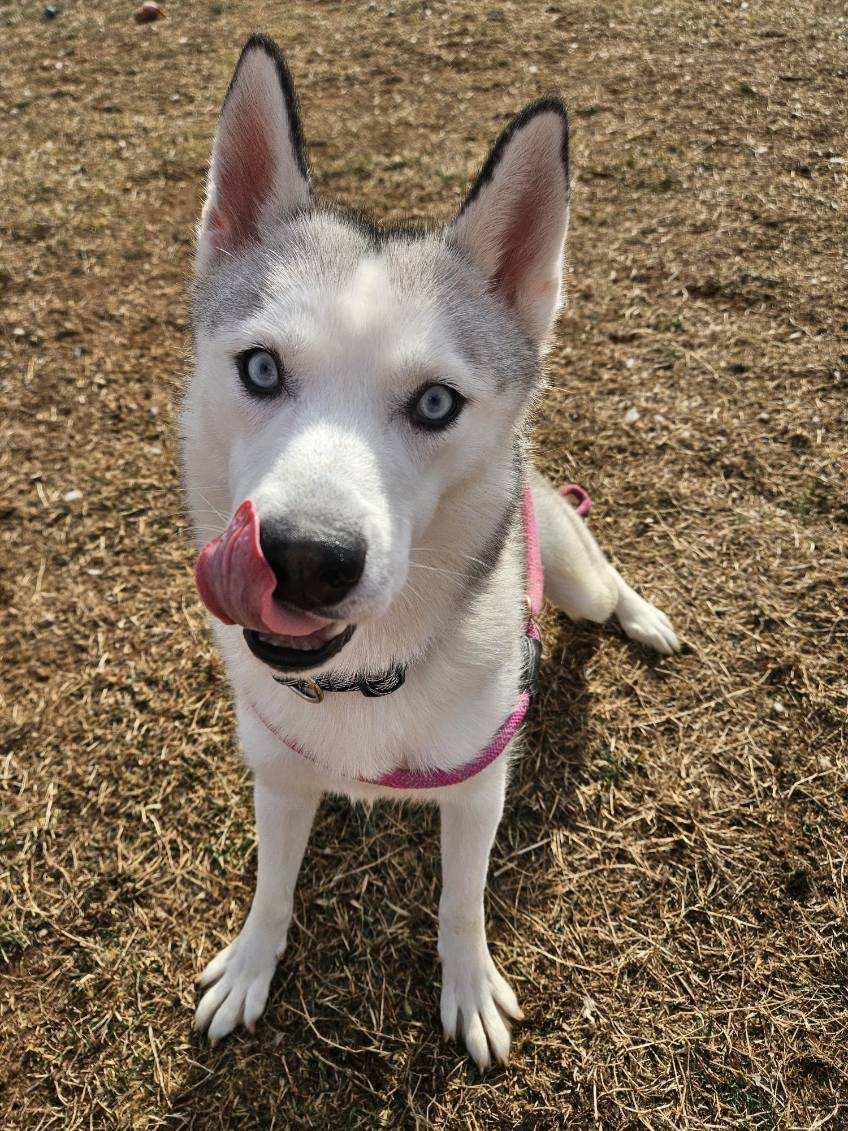 Enlarge Luna, a ADOPTABLE Siberian Husky in Culpeper, VA image 4/4