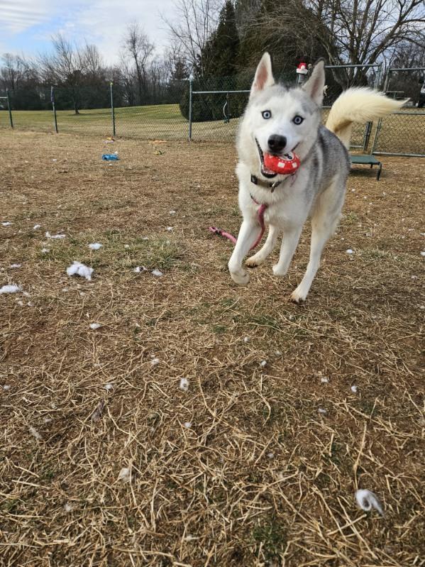 Enlarge Luna, a ADOPTABLE Siberian Husky in Culpeper, VA image 2/4
