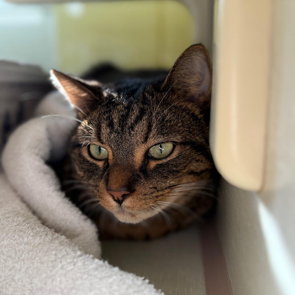 Ash (Holland Cat Cove), Adoptable, Adult Male Domestic Short Hair.