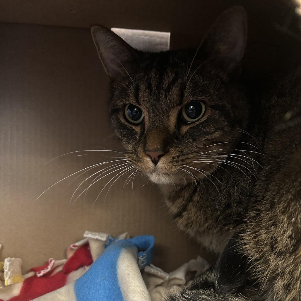 Enlarge Ash (Holland Cat Cove), a Adoptable Domestic Short Hair in West Olive, MI image 2/6