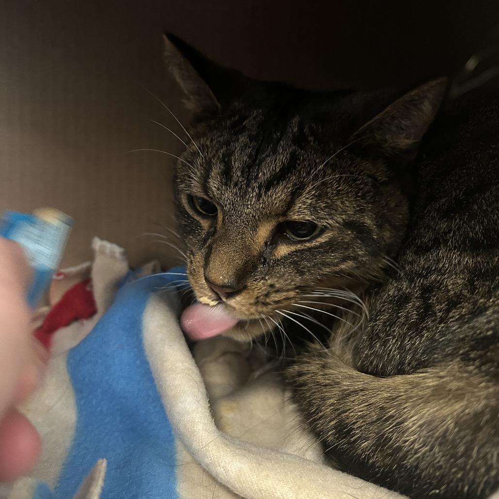 Enlarge Ash (Holland Cat Cove), a Adoptable Domestic Short Hair in West Olive, MI image 3/6