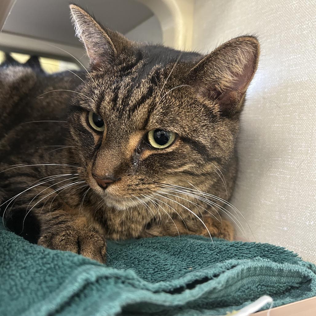 Enlarge Ash (Holland Cat Cove), a Adoptable Domestic Short Hair in West Olive, MI image 4/6