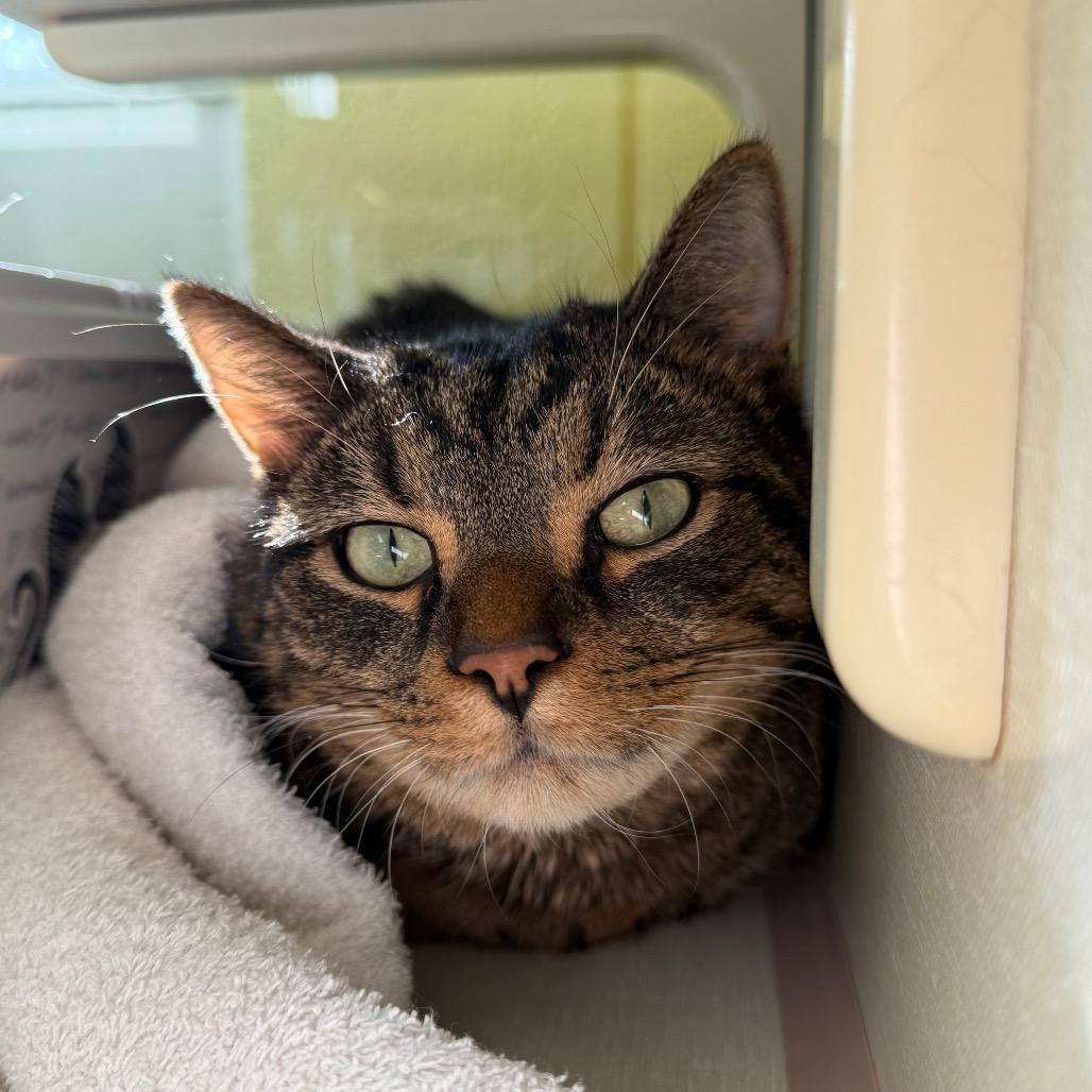 Enlarge Ash (Holland Cat Cove), a Adoptable Domestic Short Hair in West Olive, MI image 5/6