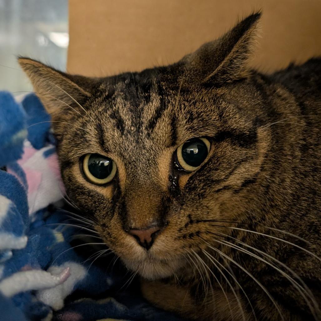 Enlarge Ash (Holland Cat Cove), a Adoptable Domestic Short Hair in West Olive, MI image 6/6