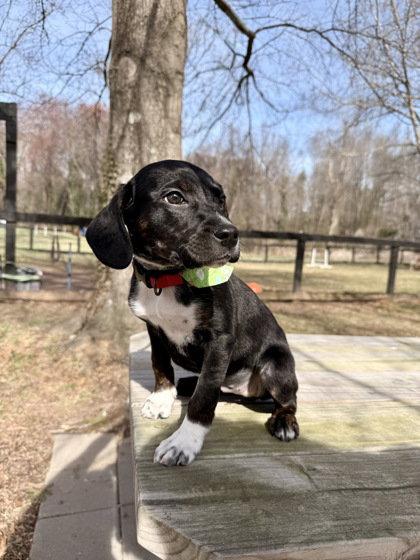 Ellie, Adoptable, Young Female Mixed Breed.