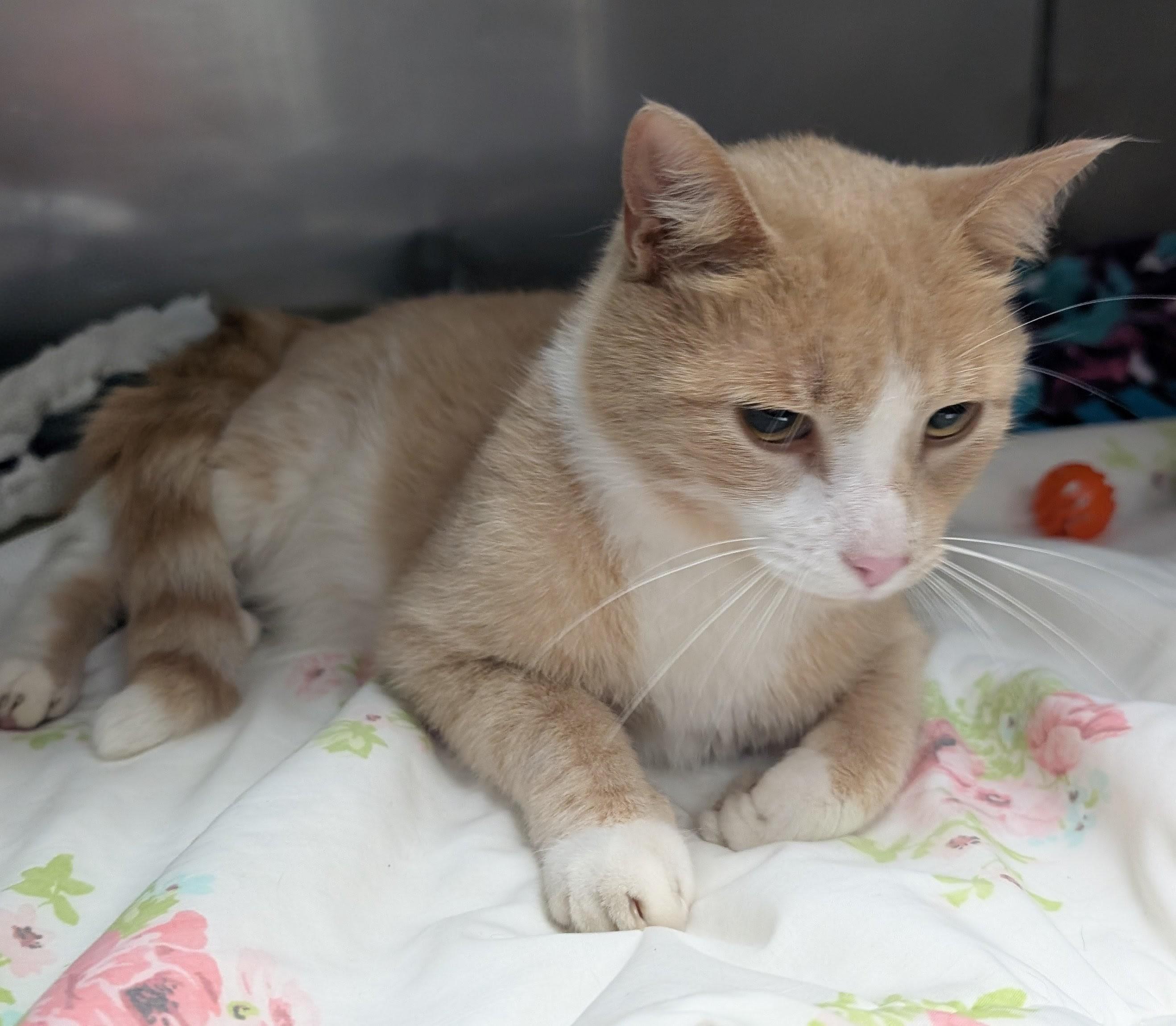 Copper, a ADOPTABLE Domestic Short Hair in New Ulm, MN image 2/2
