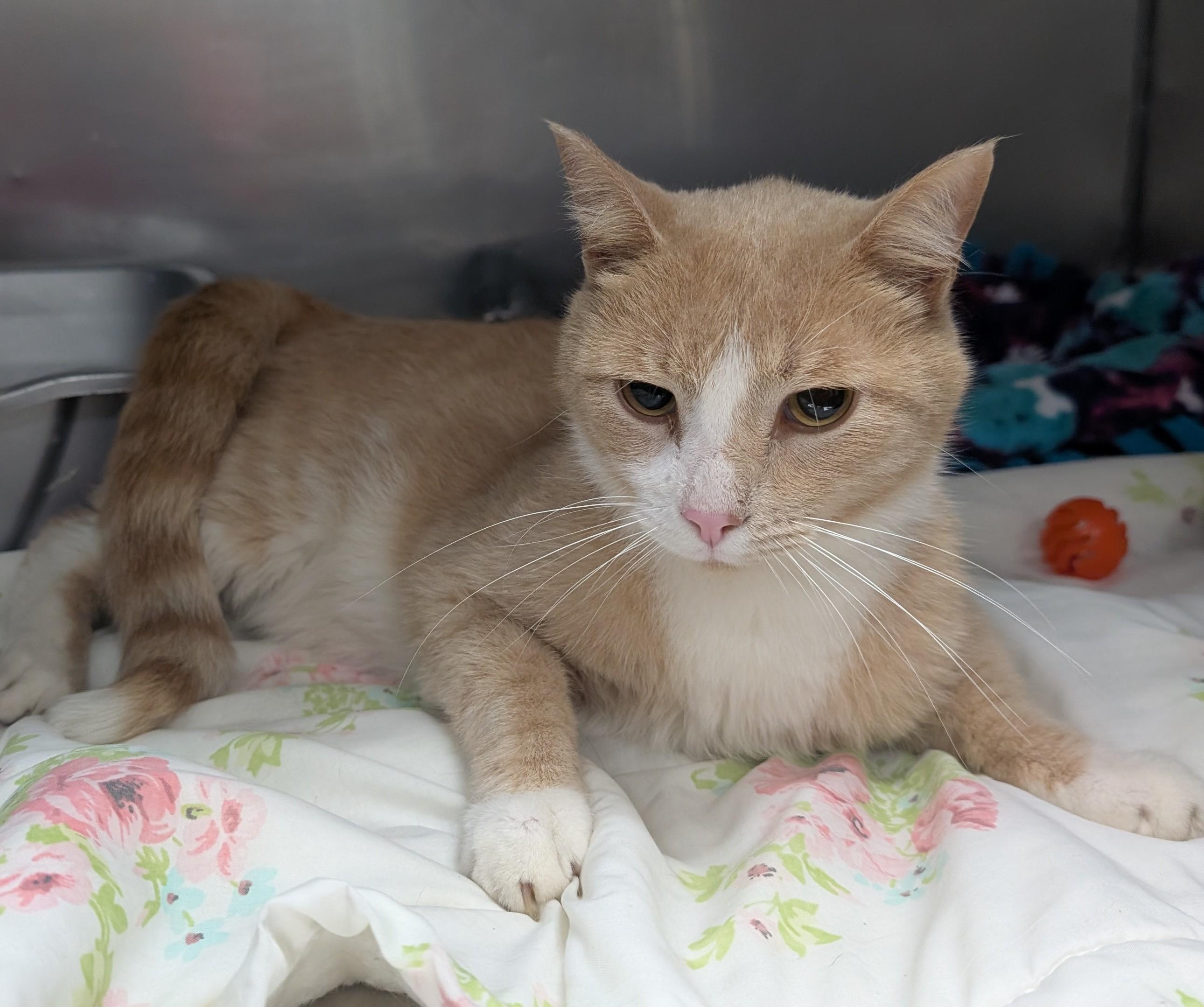 Copper, ADOPTABLE, Adult Male Domestic Short Hair.