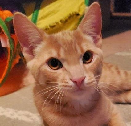 Zepplin (+ Sibling), Adoptable, Young Male Domestic Short Hair.