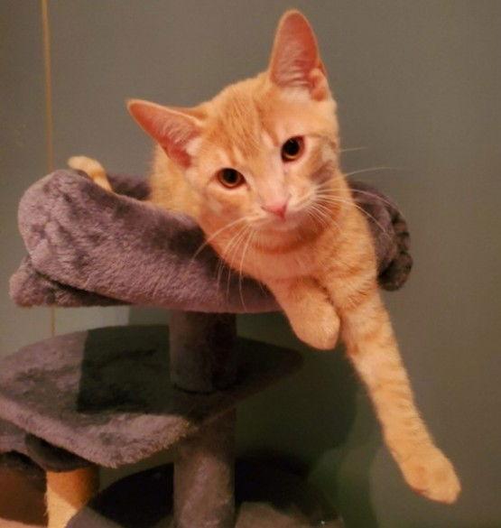 Enlarge Zepplin (+ Sibling), a Adoptable Domestic Short Hair in Richmond Hill, ON image 2/3