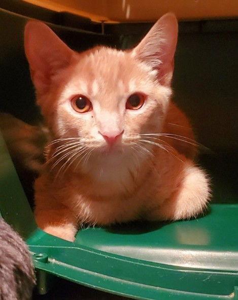 Enlarge Zepplin (+ Sibling), a Adoptable Domestic Short Hair in Richmond Hill, ON image 3/3