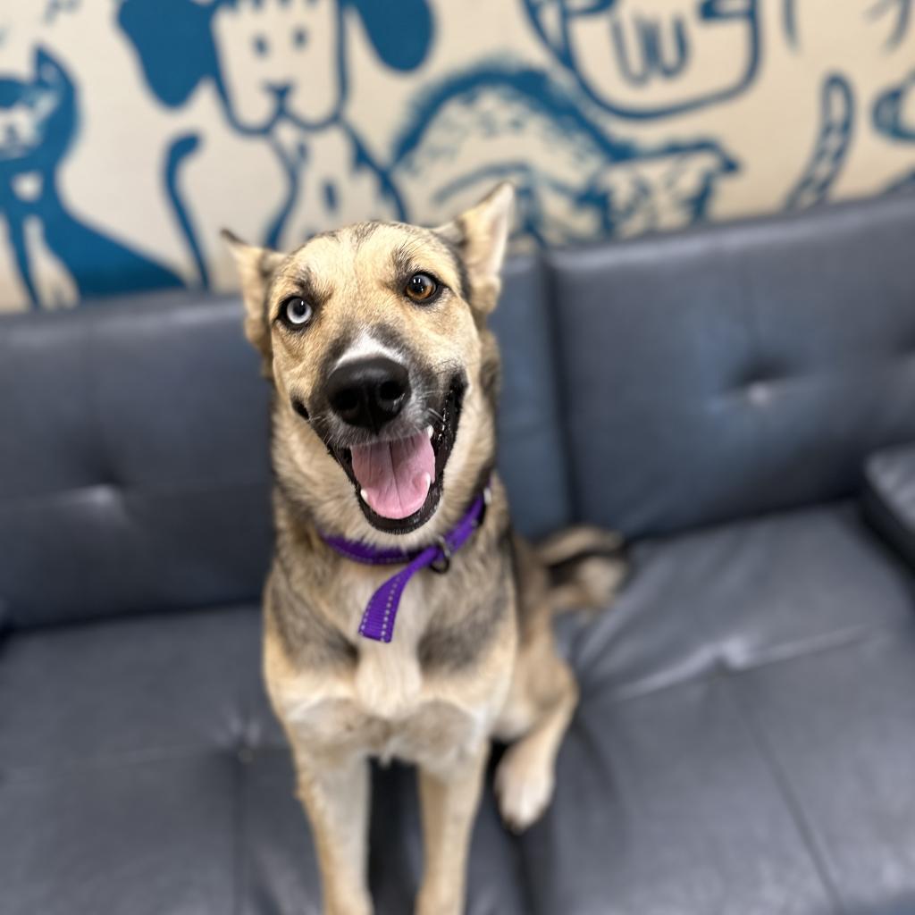 Marcella, a ADOPTABLE mixed breed in Monticello, IA image 3/5