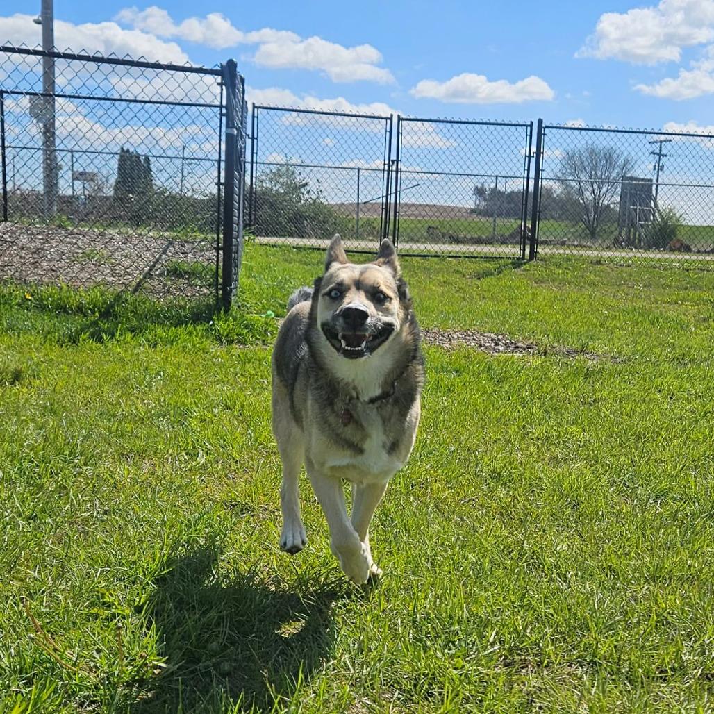 Marcella, a ADOPTABLE mixed breed in Monticello, IA image 5/5