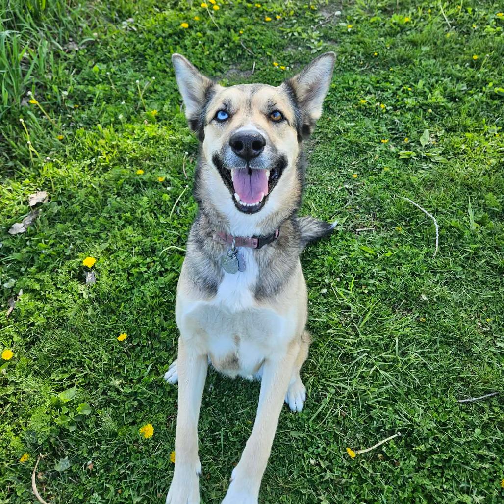 Marcella, ADOPTABLE, Adult Female Shepherd & Australian Cattle Dog / Blue Heeler.
