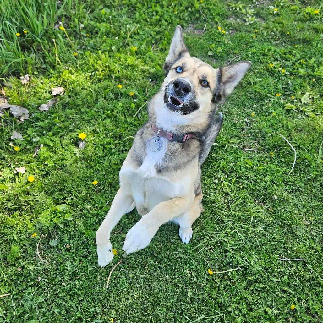 Marcella, a ADOPTABLE mixed breed in Monticello, IA image 2/5