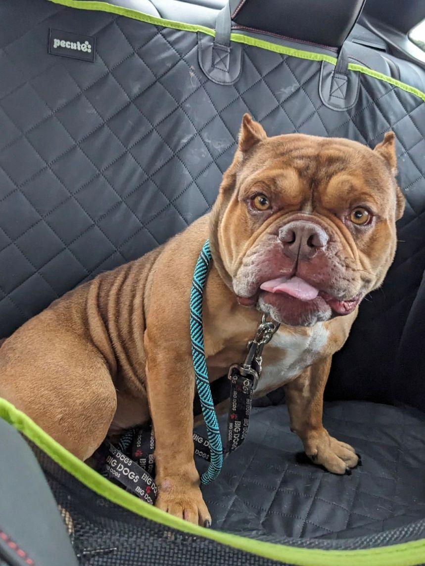 Enlarge Hank, an adopted mixed breed in East Hartford, CT image 2/6