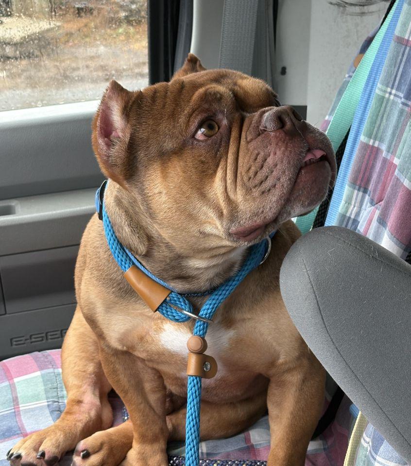 Enlarge Hank, an adopted mixed breed in East Hartford, CT image 4/6