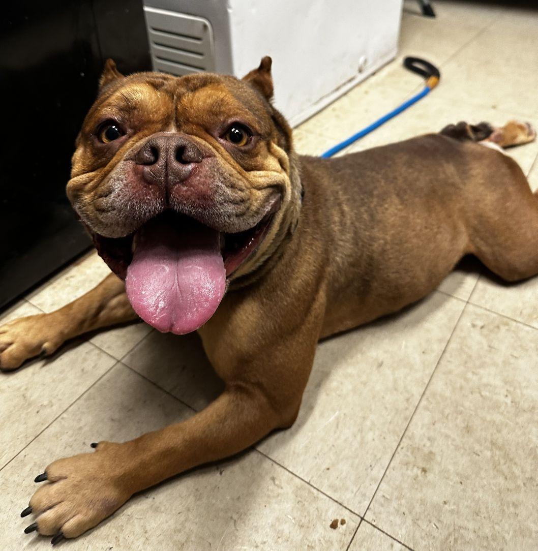 Enlarge Hank, an adopted mixed breed in East Hartford, CT image 1/6