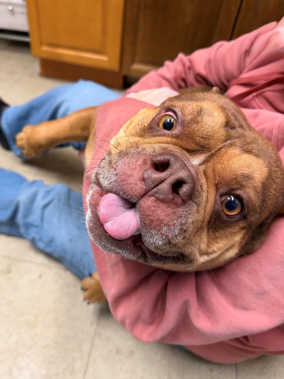 Enlarge Hank, an adopted mixed breed in East Hartford, CT image 6/6