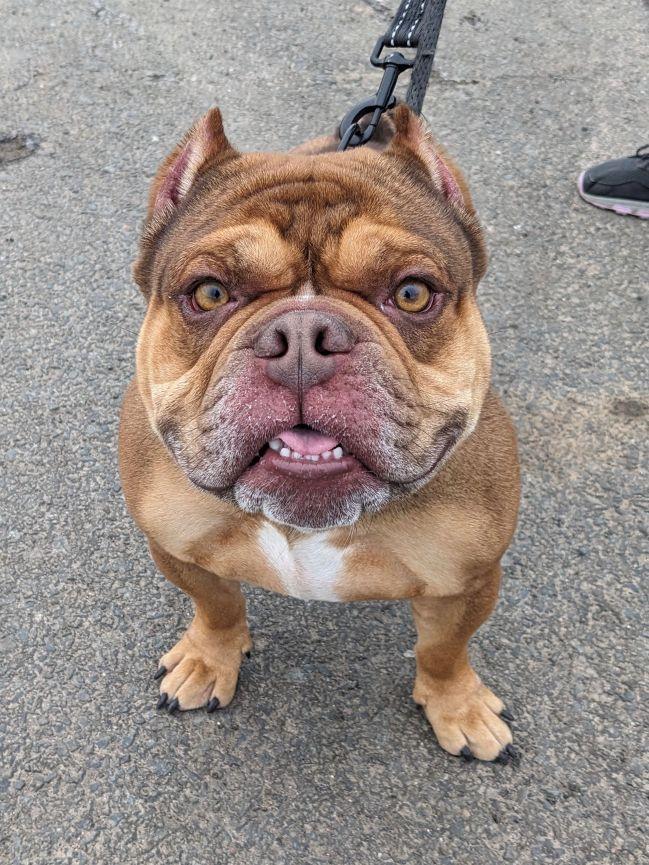 Enlarge Hank, an adopted mixed breed in East Hartford, CT image 5/6