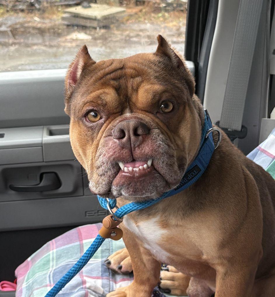 Enlarge Hank, an adopted mixed breed in East Hartford, CT image 3/6