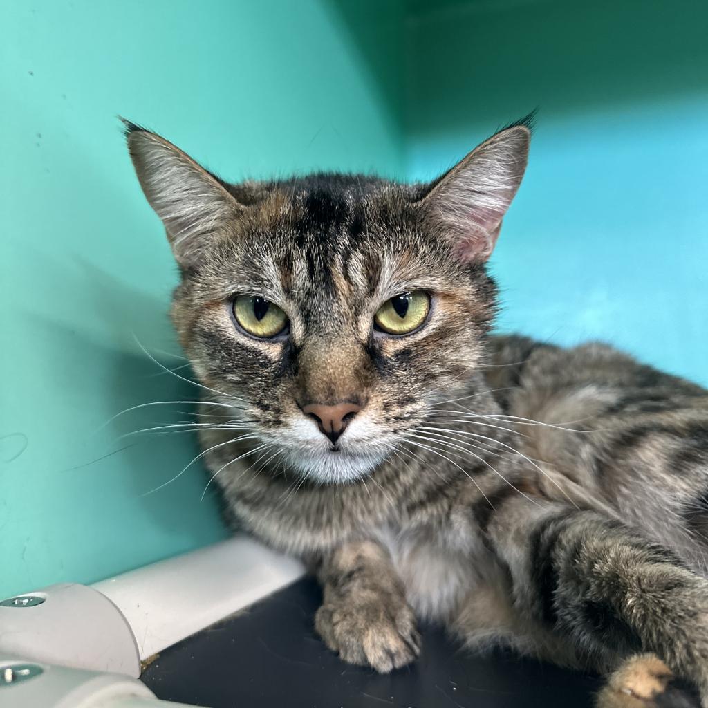 Enlarge Kinsley, a Adoptable Domestic Short Hair in Spanish Fork, UT image 1/6