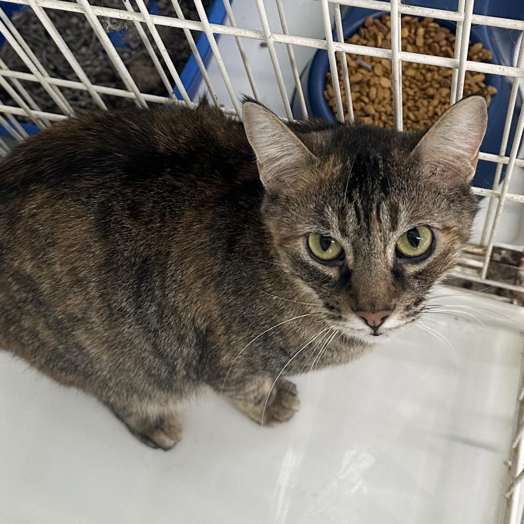 Enlarge Kinsley, a Adoptable Domestic Short Hair in Spanish Fork, UT image 2/6