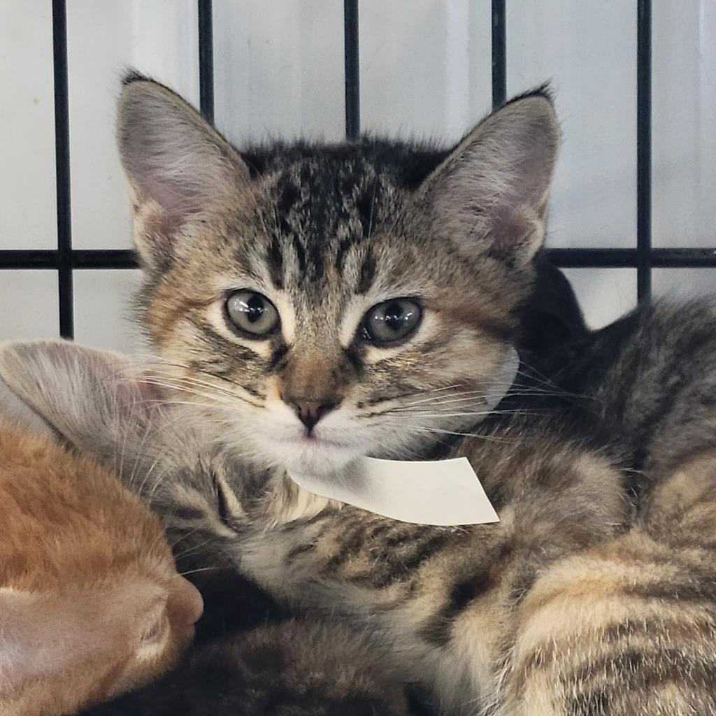 Enlarge Kinsley, a Adoptable Domestic Short Hair in Spanish Fork, UT image 3/6