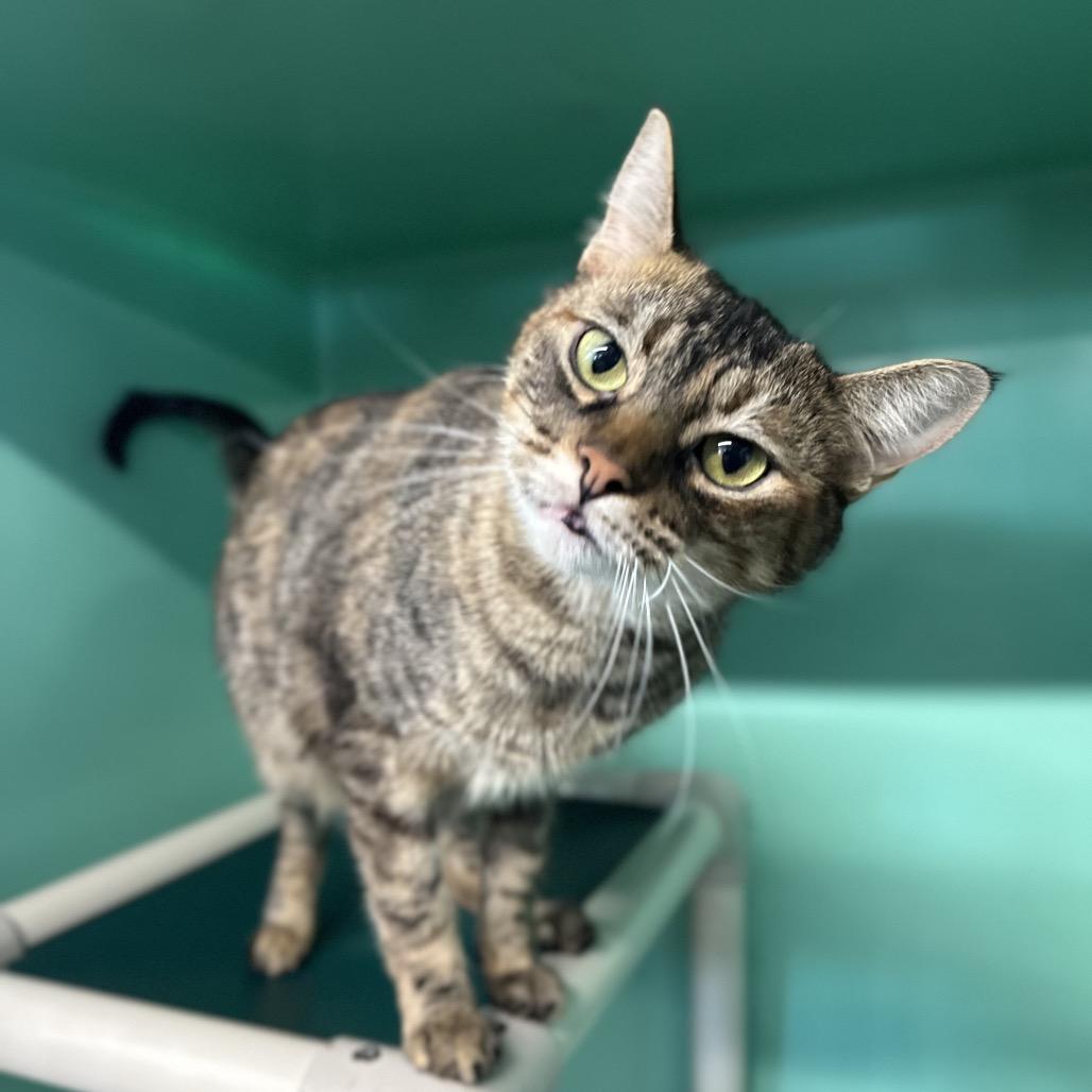 Enlarge Kinsley, a Adoptable Domestic Short Hair in Spanish Fork, UT image 4/6