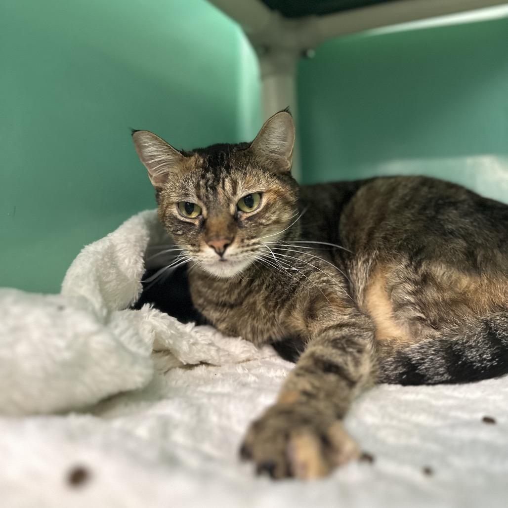 Enlarge Kinsley, a Adoptable Domestic Short Hair in Spanish Fork, UT image 5/6