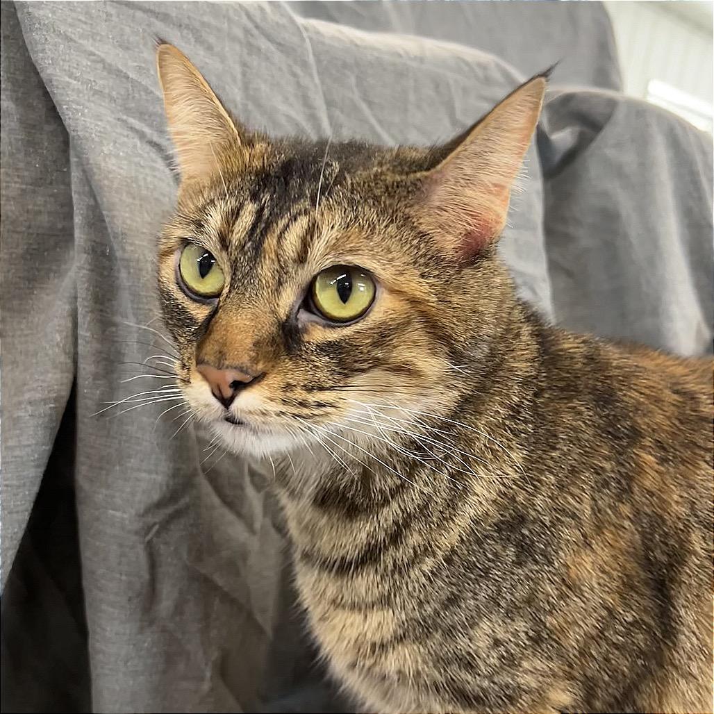 Enlarge Kinsley, a Adoptable Domestic Short Hair in Spanish Fork, UT image 6/6