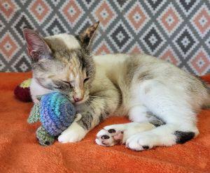 Enlarge Galexi, a ADOPTABLE Domestic Short Hair in Bucyrus, OH image 2/3