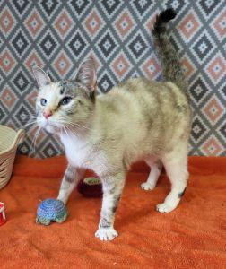 Enlarge Galexi, a ADOPTABLE Domestic Short Hair in Bucyrus, OH image 3/3