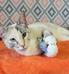 Galexi, ADOPTABLE, Adult Female Domestic Short Hair.