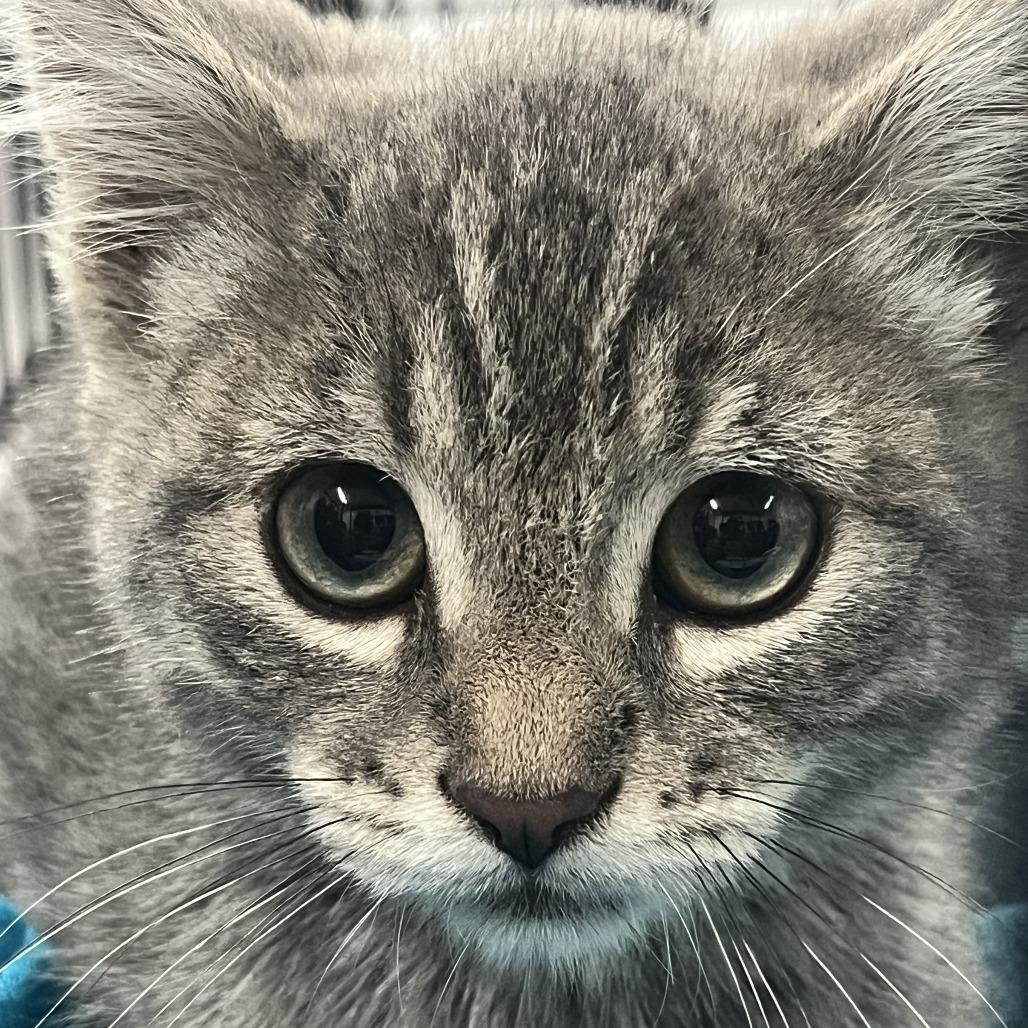 Sketch, Adoptable, Kitten Male Domestic Short Hair.