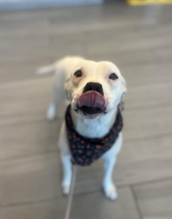 Mrs. Daisy, Adoptable, Adult Female Terrier.