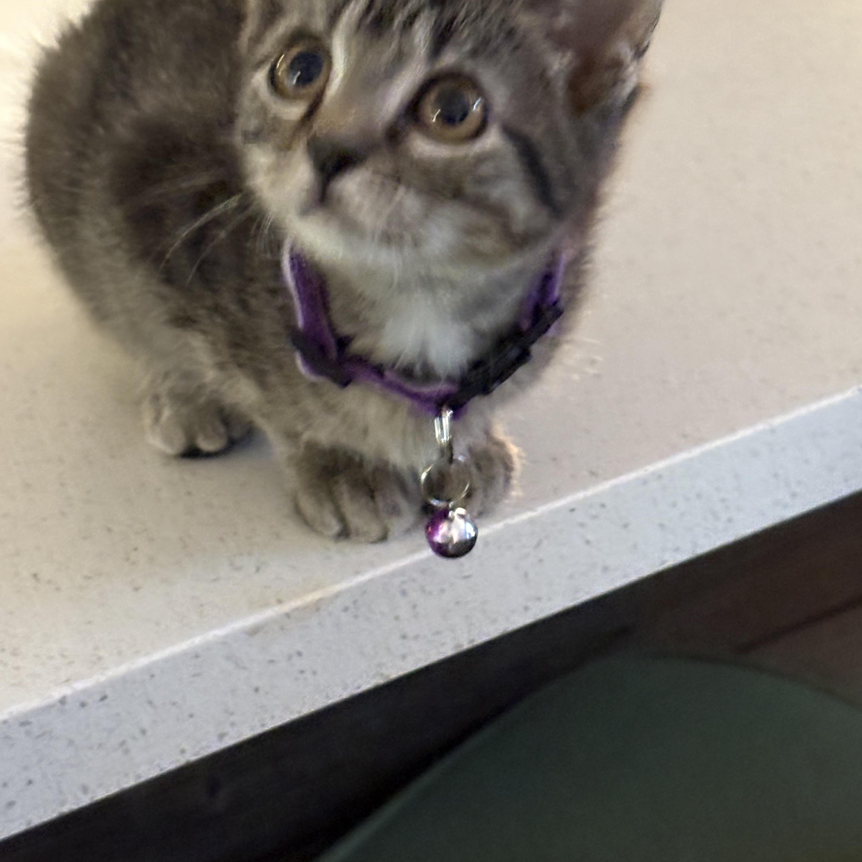 Enlarge Mae, an adopted Domestic Short Hair in Forney, TX image 2/4